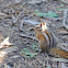 Least chipmunk