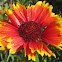 Indian Blanket Blossoms