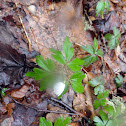 Wood anemone
