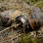 Caracol. Snail