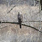 Coopers Hawk (Immature)