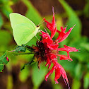 Cloudless sulphur