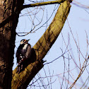 Great Spotted Woodpecker