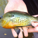 Redbreast Sunfish