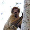 Mona de berbería (Barbary macaque)
