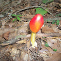 American Caesar Mushroom