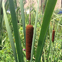 Cattail