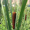 Cattail