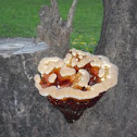 Ganoderma