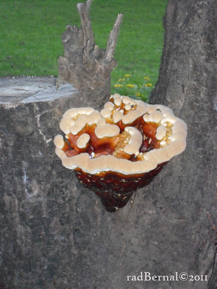 Spotting Image 1