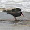 Sooty Oystercatcher