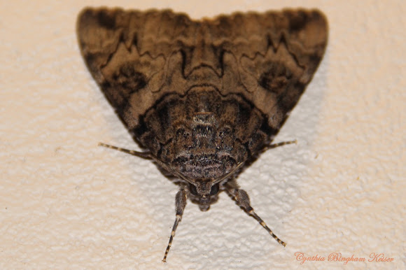 Spotting Image 1