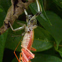 Wheel bug molting