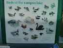 Birds Of The Campus Lake