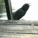Fish Crow