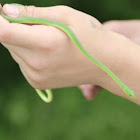 Northern Rough Green Snake