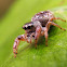 Jumping Spider