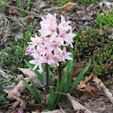 Hyacinths