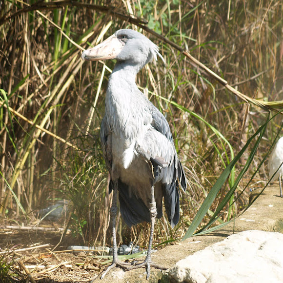 Spotting Image 1