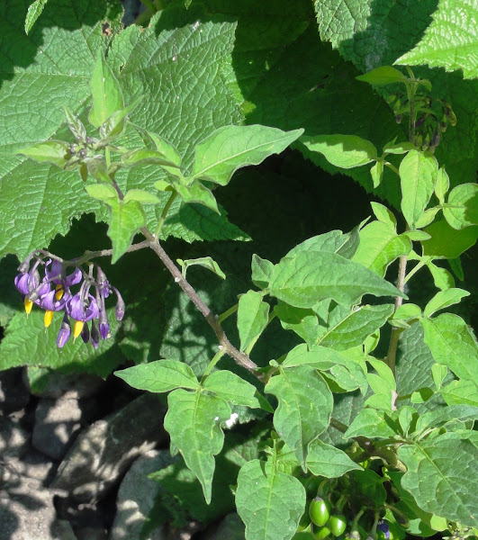 Bittersweet Nightshade Project Noah