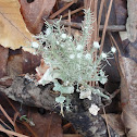 Strigose Beard Lichen