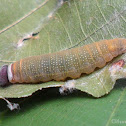 Tricolor Pied Flat larva