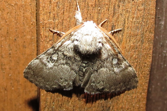 Spotting Image 1