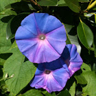 Morning Glory