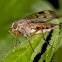 Rhagionidae