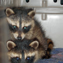 Raccoon