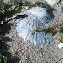 Ostra plana
