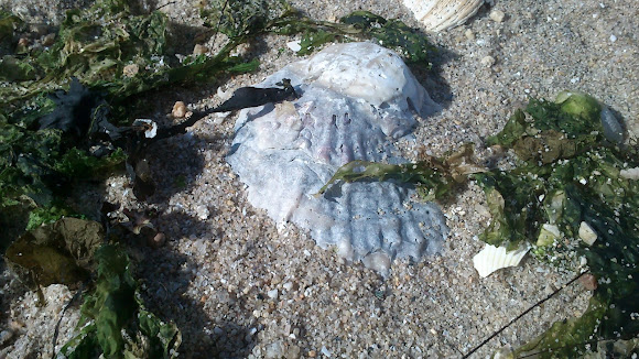 Spotting Image 1