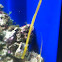 Deep-snouted pipefish - pesce ago