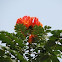 African Tulip Tree