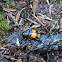 Burying beetle