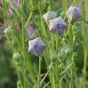 Balloon Flower