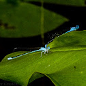 Damselflies