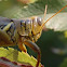 Spur-throated Grasshopper