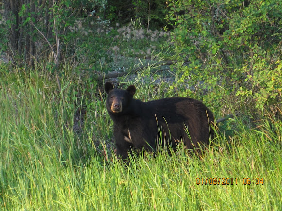 Spotting Image 1