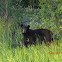 American Black bear