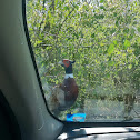Ring-Necked Pheasant