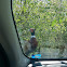 Ring-Necked Pheasant