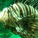 Red lionfish