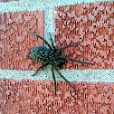 Wolf Spider 