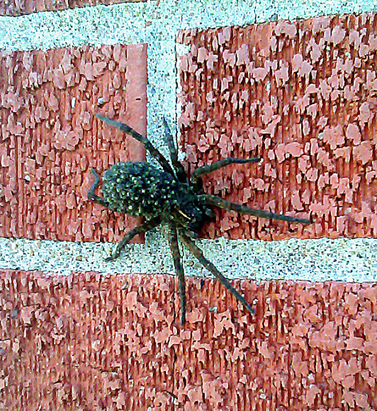 Spotting Image 1