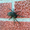 Wolf Spider 