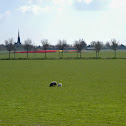 Lamb (sheep)