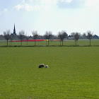 Lamb (sheep)