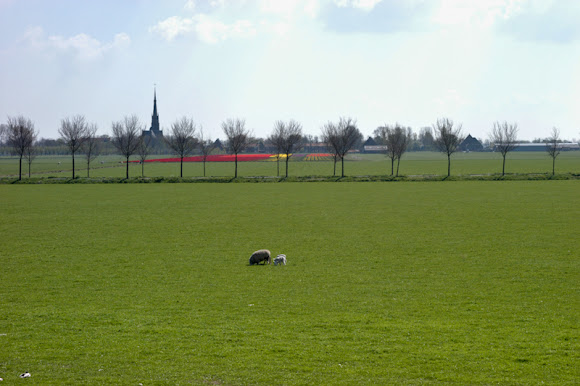 Spotting Image 1