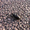 Stag beetle